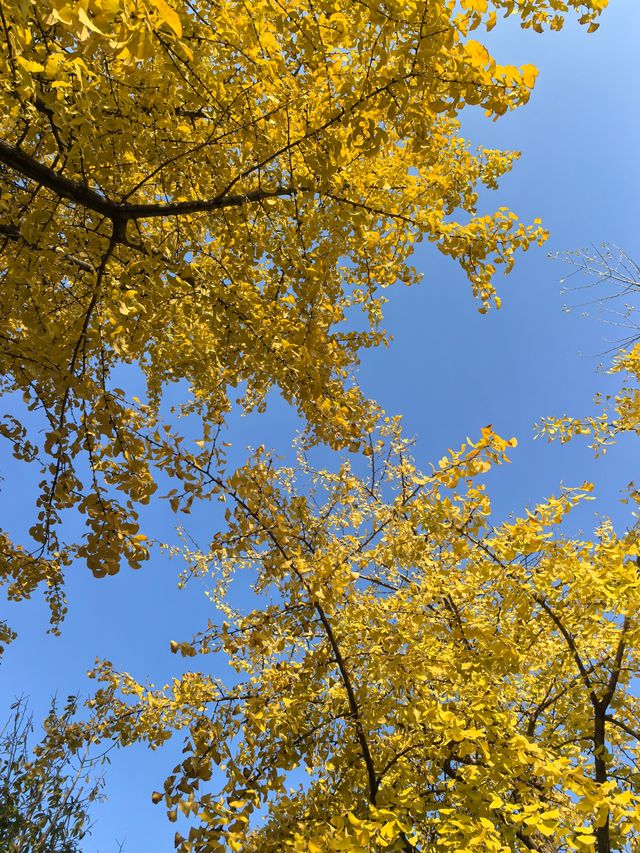 南京綠博園秋日限定藏在城市的絕美秘境 南京綠博園秋日限定藏在城市的絕美秘境