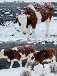 阿爾山輕奢小眾路線攻略雪景童話世界