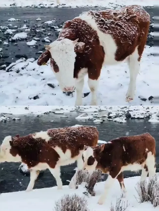 阿爾山輕奢小眾路線攻略雪景童話世界