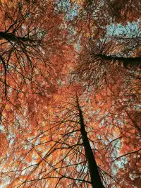 松雅湖落羽杉實況,拍照還是建議烈士公園