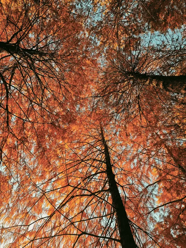 松雅湖落羽杉實況,拍照還是建議烈士公園 松雅湖落羽杉實況,拍照還是建議烈士公園