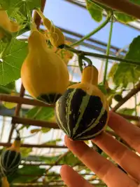 佛山農科院|限時免費開放最全攻略來啦