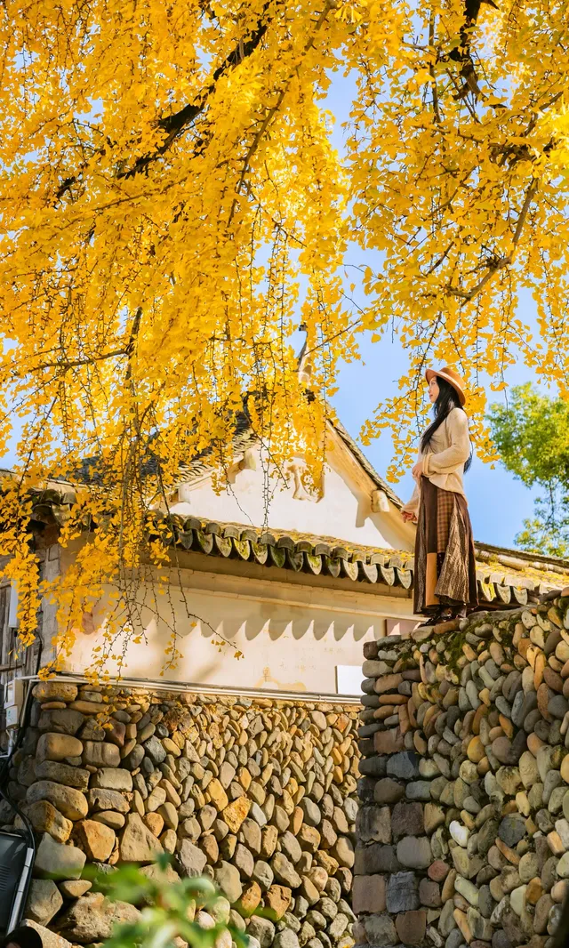 12.4實拍溫州銀杏王黃透了曬秋同框拍照 12.4實拍溫州銀杏王黃透了曬秋同框拍照