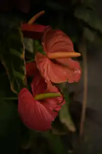 日落前入園！溫室花園日夜場一次看完