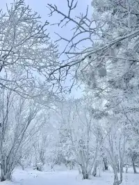 長白山雪嶺聖誕樹林裡的夢幻日落(附攻略)