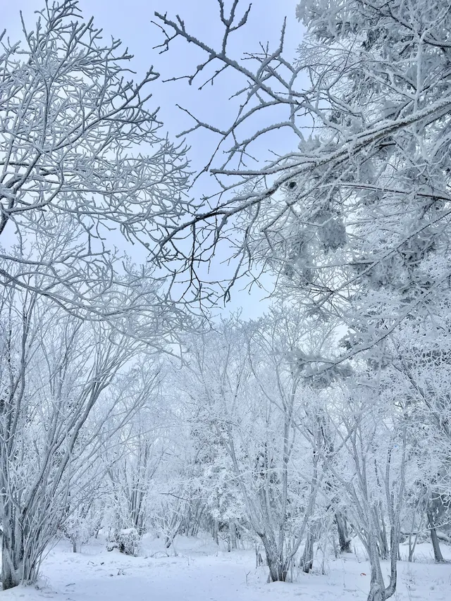 長白山雪嶺聖誕樹林裡的夢幻日落(附攻略) 長白山雪嶺聖誕樹林裡的夢幻日落(附攻略)