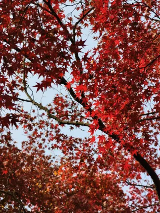 The live view of red maples at Lingering Garden in Suzhou in December makes Jiangnan look like an oil painting!