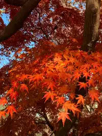 12.2live｜現實版莫奈油畫藏在武漢青山公園