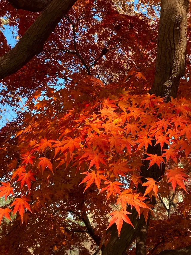 12.2live｜現實版莫奈油畫藏在武漢青山公園