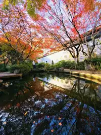 杭州紅楓反向線|3h拍爆西湖秋景~