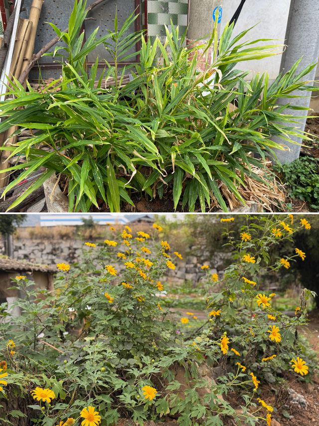 閩南田園一日:觸摸舊時光,品嚐新鮮味 閩南田園一日:觸摸舊時光,品嚐新鮮味