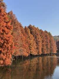 色彩繽紛的淮扬菜