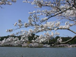 八鶴湖桜祭り 夜桜の奇観