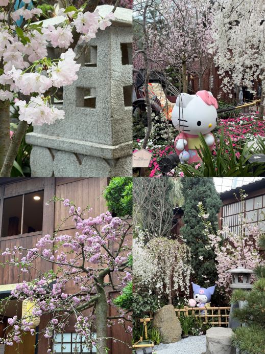 もう日本に行くのはやめて！シンガポールの桜こそが本当のロマンの頂点