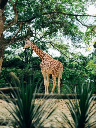 สวนสัตว์ซาฟารีเวิลด์ สถานที่ท่องเที่ยวที่ห้ามพลาดของสิงคโปร์ – แค่คัดลอกการบ้านมาก็พอ!