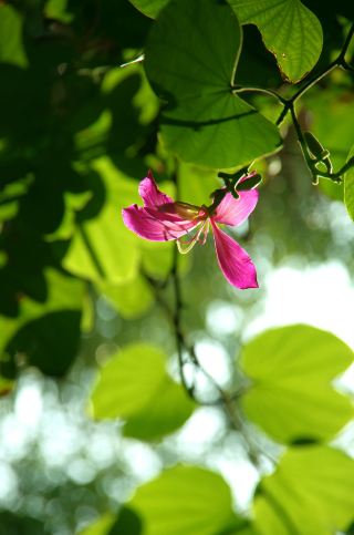 🌿 I Found One of China’s Most Beautiful Hidden Gems — in Liuzhou!
