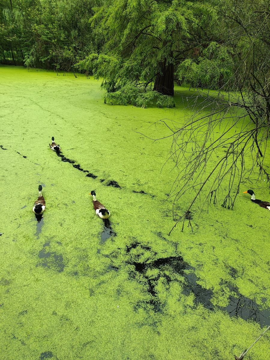 Matcha Lake truly lives up to its name. | Trip.com