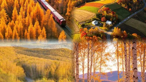 Forget niche autumn spots! The Greater Khingan Mountains from September to December are the ultimate autumn wonderland — traveler post in Huma