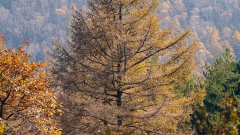 Skip the Fragrant Hills! Baishishan is the true hidden gem for autumn foliage in the Taihang Mountains — traveler post in Baoding