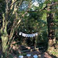 제주 숲해설 들으면서 힐링할 수 있는 환상숲곶자왈공원🌱 [제주_환상숲곶자왈공원]