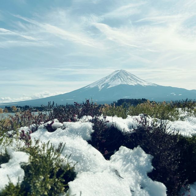 富士山｜河口湖大石公園🗻美味巨峰麝香葡萄冰淇淋