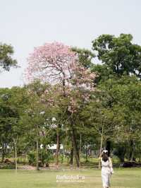 🌸🌸 พาถ่ายรูปดอกชมพูพันธ์ุทิพย์ที่สวนรถไฟ 