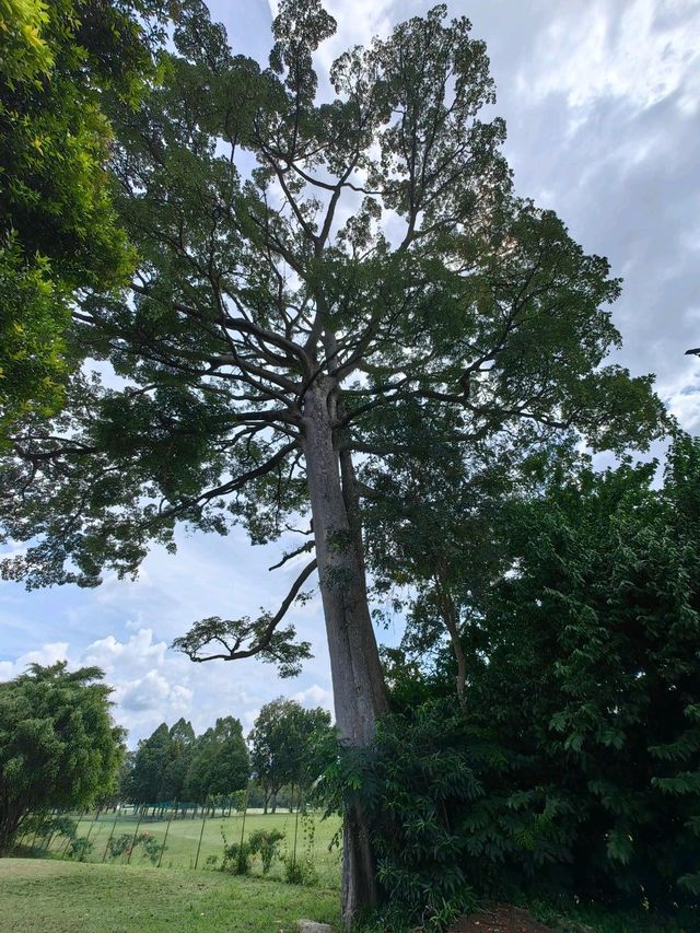 Perak Golf Club in Ipoh