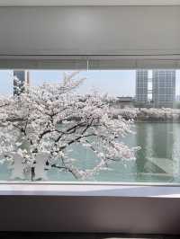 석촌호수 벚꽃 포토존 위치:: 문화실험공간호수🌸