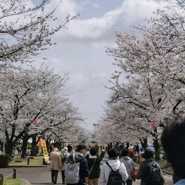 cherry blossom picnics