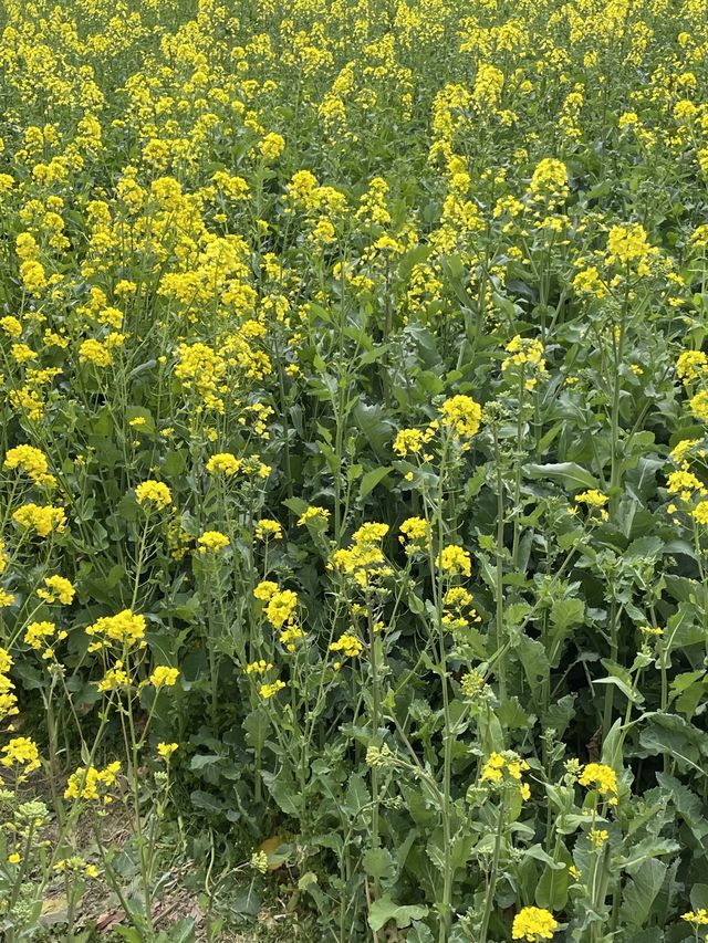 포항항에서 만난 노오란 유채꽃밭 🌼💛