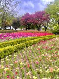 울산대공원 튤립 꽃놀이 🌷