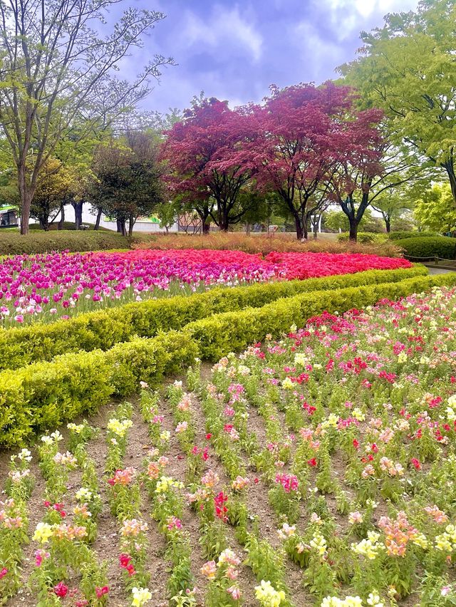 울산대공원 튤립 꽃놀이 🌷