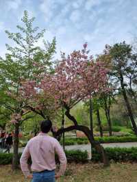 서울 겹벚꽃은 어린이대공원에서🌸