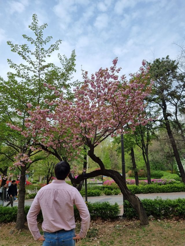 서울 겹벚꽃은 어린이대공원에서🌸