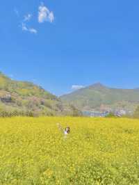 전국에서 가장 예쁜 남해 유채꽃 명소 모음집 💛
