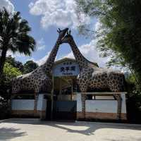 深圳野生動物園👍🏻餵長頸鹿🦒初體驗😌福田30分鐘距離