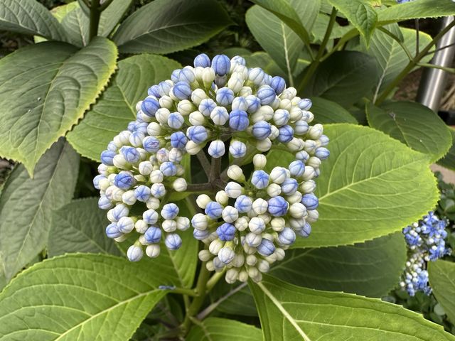 香港賞花 | 不只得荷花的城門谷公園