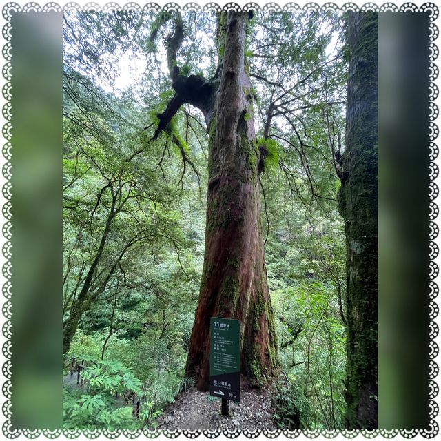 （桃園/復興）享受芬多精的洗禮-拉拉山神木群步道