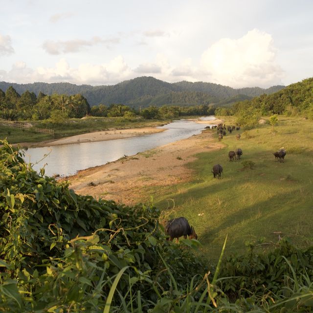 Khao Sok National park 自然生態遊記