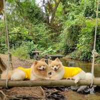 คาเฟ่ริมลำธาร มีน้ำตกไหลผ่าน น้องหมาเข้าได้