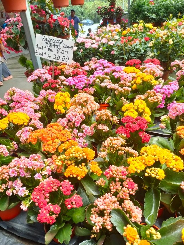 Variety of Cactus in Cameron Highland 