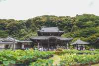 京都最美繡球花