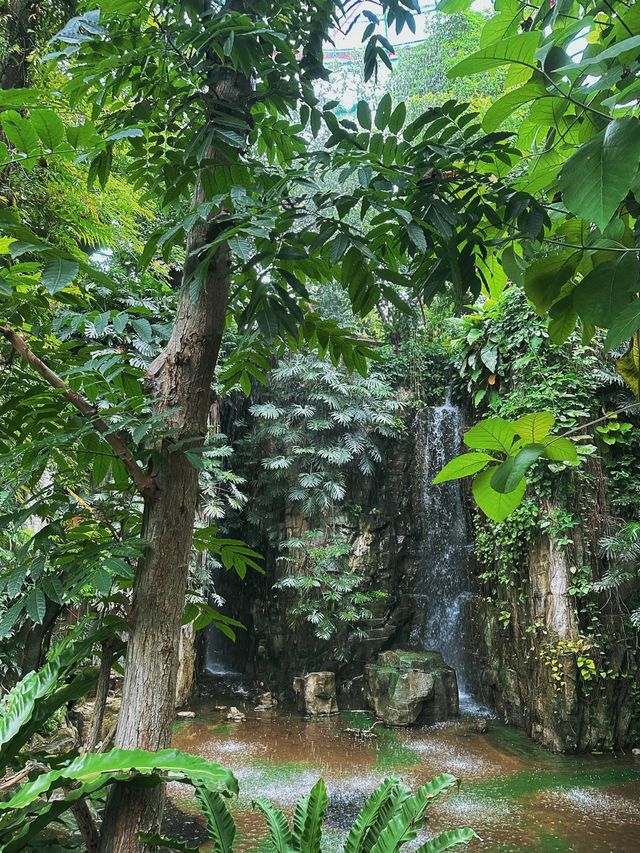 [台中] 迷你的亞馬遜熱帶雨林 在雨林溫室觀賞各種植物 -自然科學博物館植物園