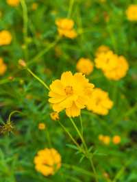 지금 서울에서 가장 먼저 달려가야 할 곳🌼 