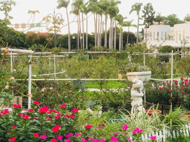 台北｜🌹💐 Taipei Rose Garden 臺北玫瑰園🪴🎋散步賞花花草草