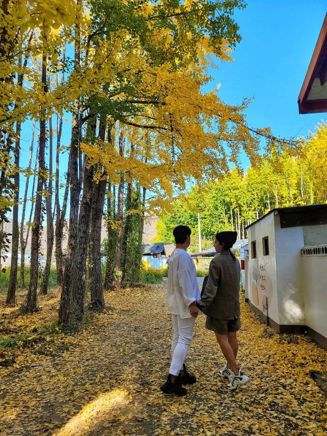 올해 역대급이었던 경주 도리마을 은행나무숲✨️