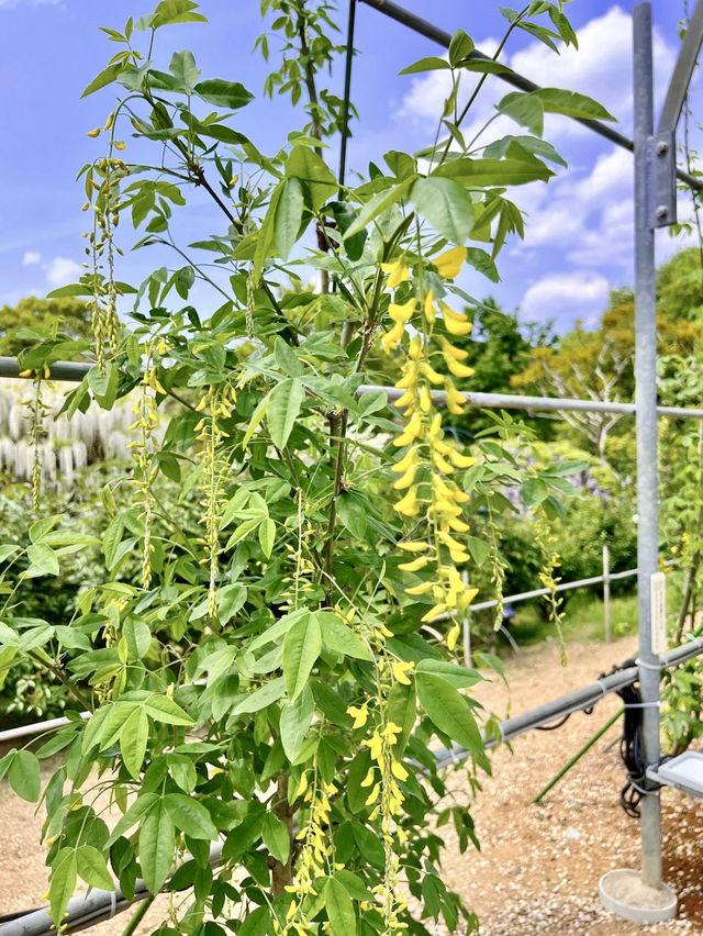 美しすぎて言葉が出ない🥹圧巻の藤が咲き誇るあしかがフラワーパーク