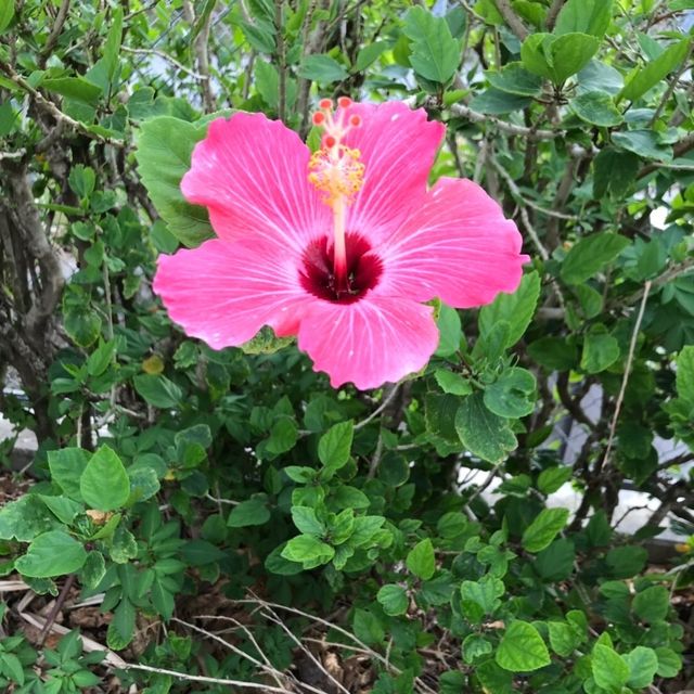 沖縄旅行✈️🌺