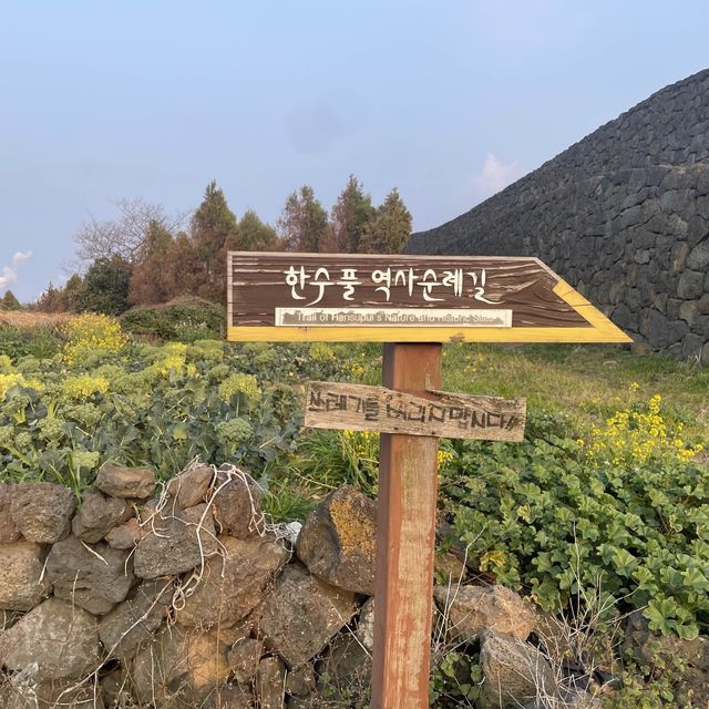 제주에서 유채꽃과 2박3일 