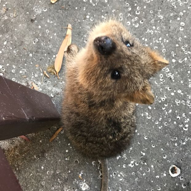 羅特尼斯島Rottnest Island｜伯斯推薦必玩景點！